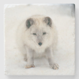 Posavasos De Piedra Fox ártico
