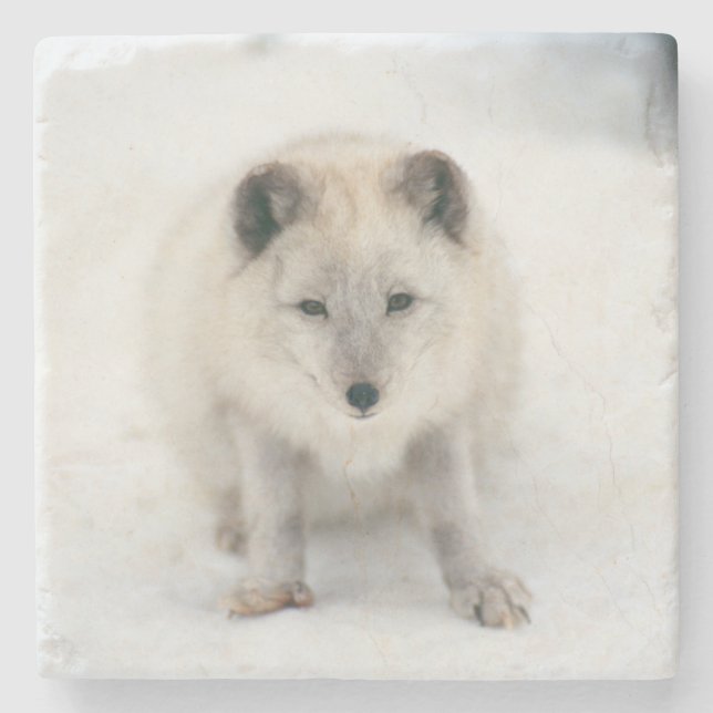 Posavasos De Piedra Fox ártico (Anverso)