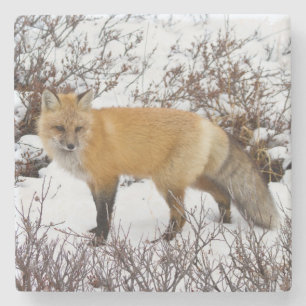Posavasos De Piedra Fox roja en la nieve en invierno