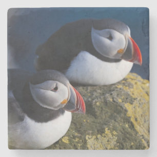 Posavasos De Piedra Frailecillo atlántico (Fratercula arctica) 7