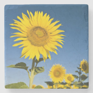 Posavasos De Piedra Francia, Provenza, Valensole. Girasoles se mantien