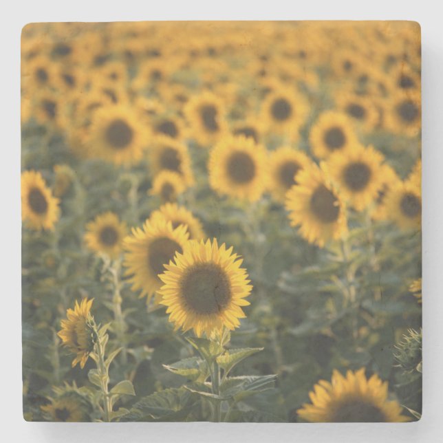 Posavasos De Piedra Francia, Vaucluse, campo de girasoles (Anverso)