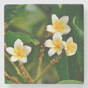 Posavasos De Piedra Frangipani amarillo