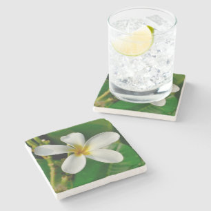 Posavasos De Piedra Frangipani blanco