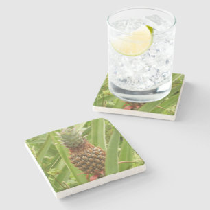 Posavasos De Piedra Fruta tropical de la piña silvestre en la naturale
