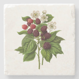 Posavasos De Piedra Frutos: Blackberry A014 -