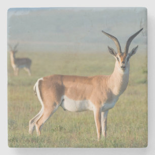 Posavasos De Piedra Gacela de Grant, Cráter de Ngorongoro, Ngorongoro