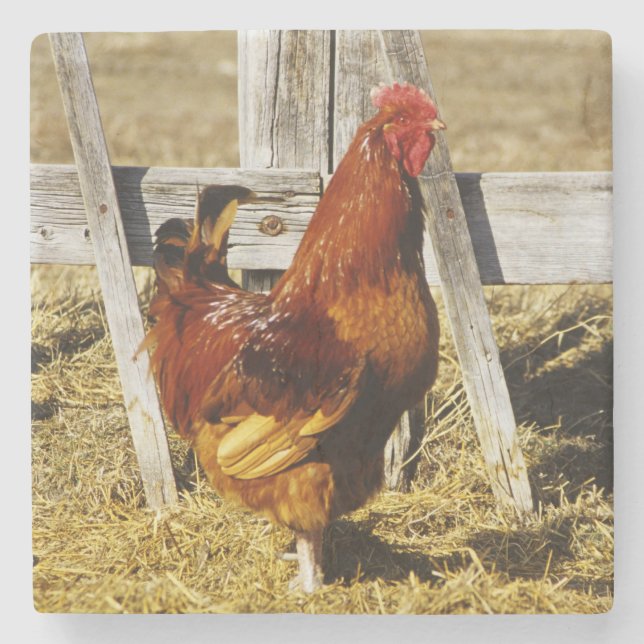 Posavasos De Piedra Gallo rojo de Rhode Island (Anverso)