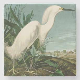 Posavasos De Piedra Garza Blanca de Audubon Ave Birding