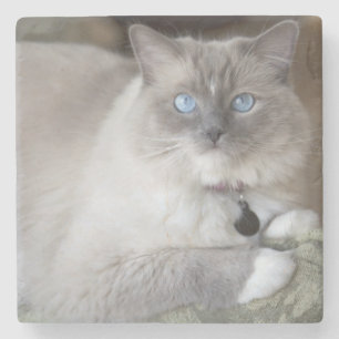 Posavasos De Piedra Gata Ragdoll hembra