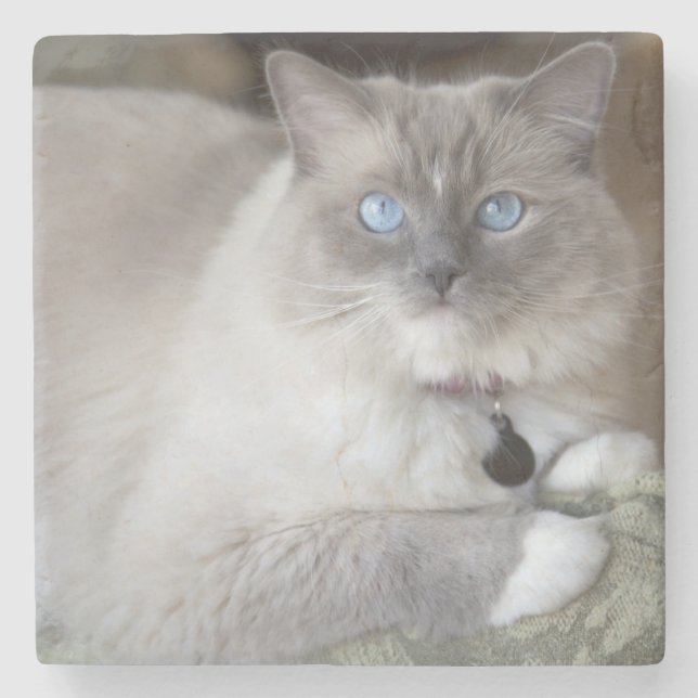Posavasos De Piedra Gata Ragdoll hembra (Anverso)