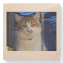 gatito