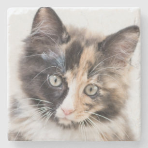 Posavasos De Piedra Gatito adorable del calicó