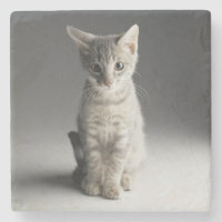 Gatito azul del Tabby