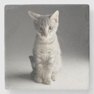 Posavasos De Piedra Gatito azul del Tabby