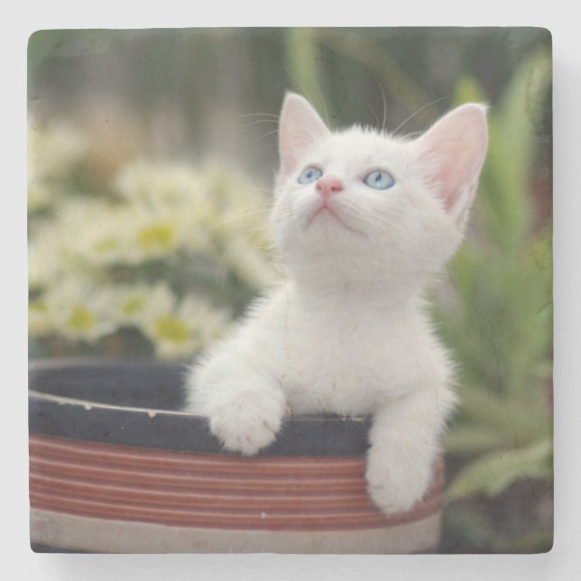 Posavasos De Piedra Gatito blanco turco (Anverso)