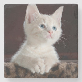 Posavasos De Piedra Gatito blanco vulnerable