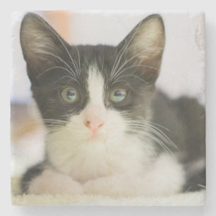 Posavasos De Piedra Gatito blanco y negro dulce