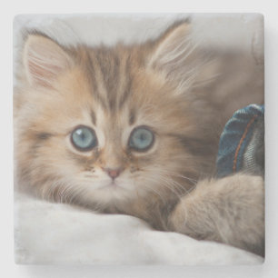 Posavasos De Piedra Gatito con los ojos azules