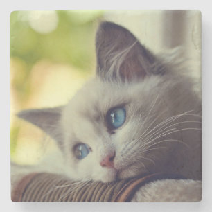 Posavasos De Piedra Gatito de Ragdoll