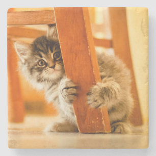 Posavasos De Piedra Gatito debajo de la silla