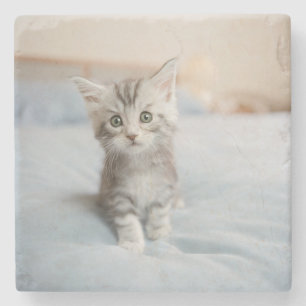 Posavasos De Piedra Gatito del Coon de Maine