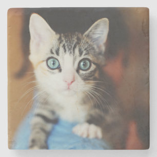 Posavasos De Piedra Gatito observado azul brillante