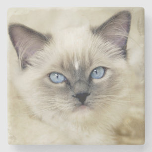 Posavasos De Piedra Gatito ragdoll