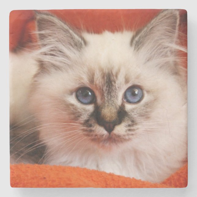 Posavasos De Piedra Gatito sagrado de Birman (Anverso)
