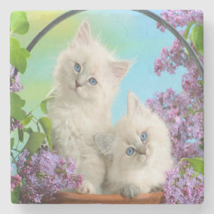 Posavasos De Piedra Gatitos