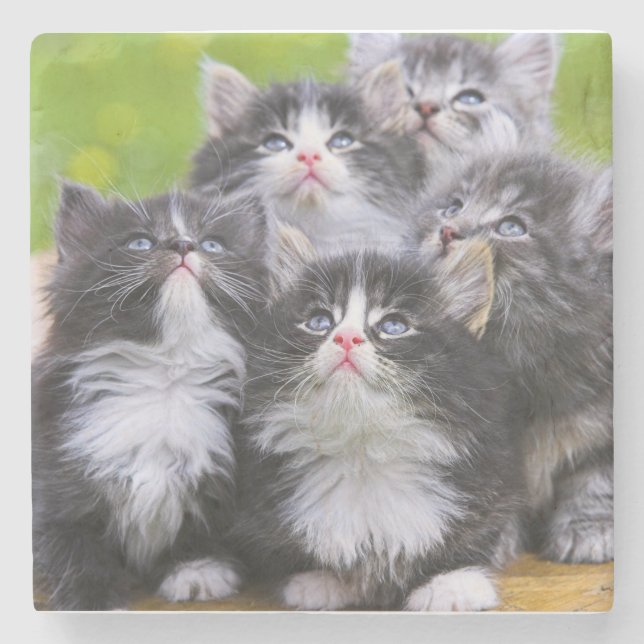 Posavasos De Piedra Gatitos (Anverso)