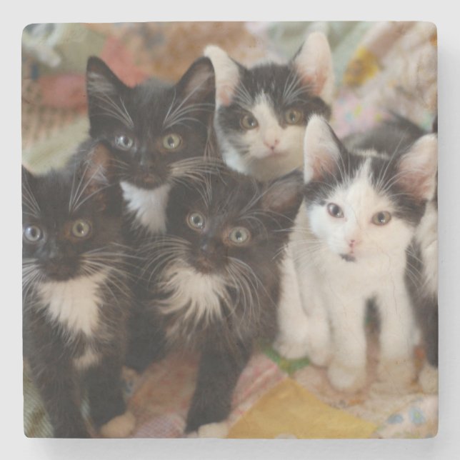 Posavasos De Piedra Gatitos del smoking (Anverso)