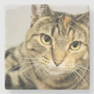 Posavasos De Piedra Gato