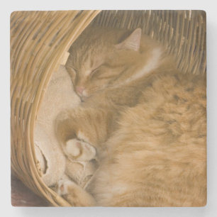 Posavasos De Piedra Gato atigrado naranja durmiendo en cesto