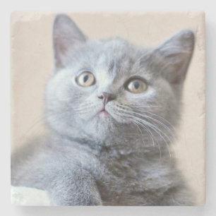 Posavasos De Piedra Gato británico gris de Shorthair