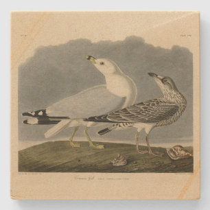 Posavasos De Piedra Gaviota estadounidense común - Los pájaros de Esta