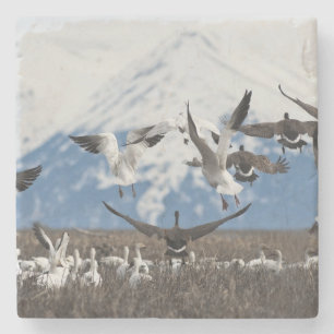Posavasos De Piedra Geese dispersivo