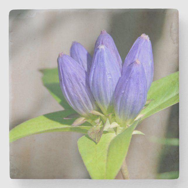 Posavasos De Piedra genciano (Anverso)