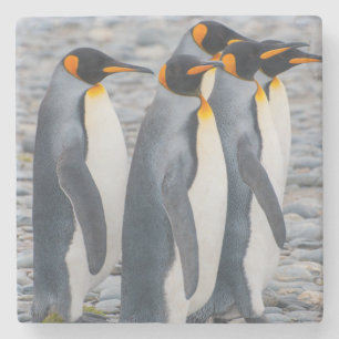 Posavasos De Piedra Georgia del Sur. Pingüinos rey