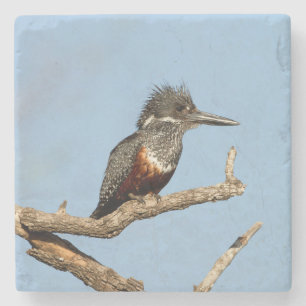 Posavasos De Piedra Giant Kingfisher