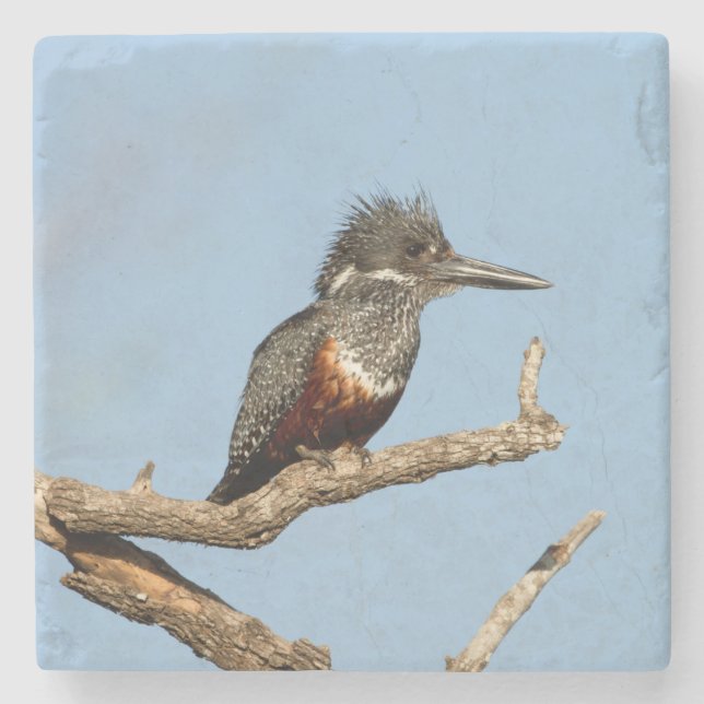 Posavasos De Piedra Giant Kingfisher (Anverso)