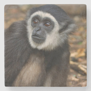 Posavasos De Piedra Gibbon de manos blancas (Hylobates Lar), Monkeylan