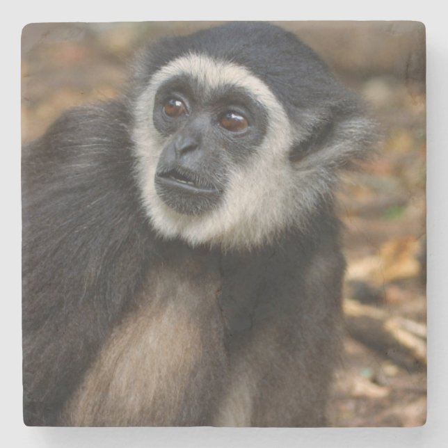 Posavasos De Piedra Gibbon de manos blancas (Hylobates Lar), Monkeylan (Anverso)