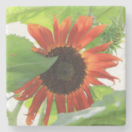 Posavasos De Piedra Girasol por la tarde