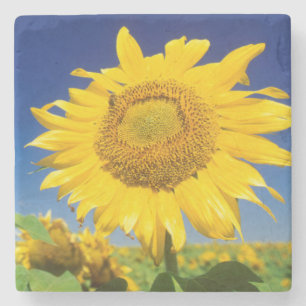 Posavasos De Piedra Girasoles (Helianthus Annuus), Cerca de Senekal