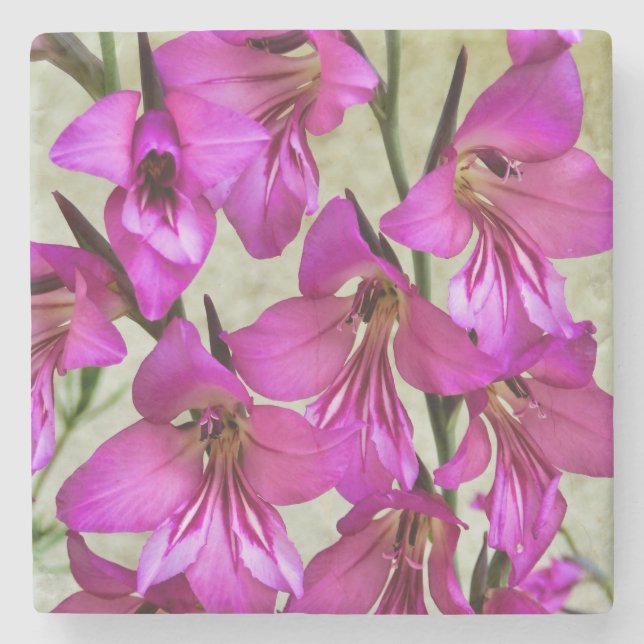 Posavasos De Piedra Gladiolus bizantino (Anverso)
