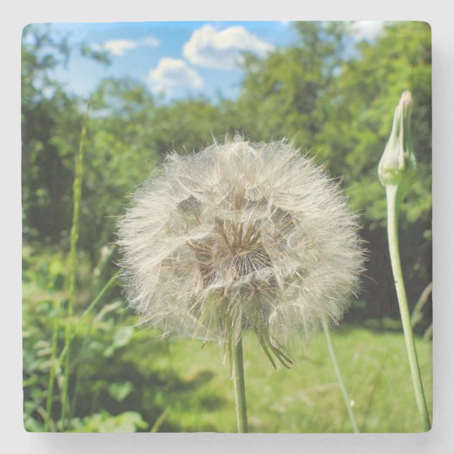 Posavasos De Piedra Goatsbeard Wildflower (Anverso)