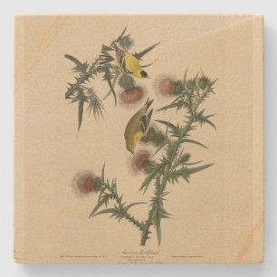 Posavasos De Piedra Goldfinch estadounidense de los pájaros de Estados