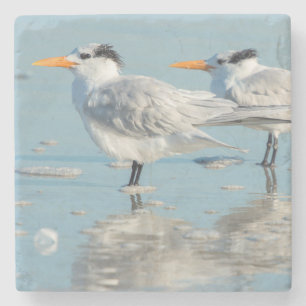 Posavasos De Piedra Golondrinas de mar reales en la playa