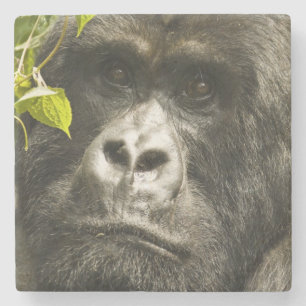 Posavasos De Piedra Gorila de montaña, Gorilla beringei beringei,